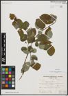 Foto von Salix aegyptiaca L.
